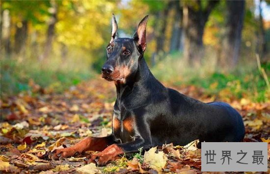 十大最凶猛犬种，珍爱生命远离比特犬！