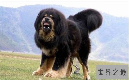 十大最凶猛犬种，珍爱生命远离比特犬！