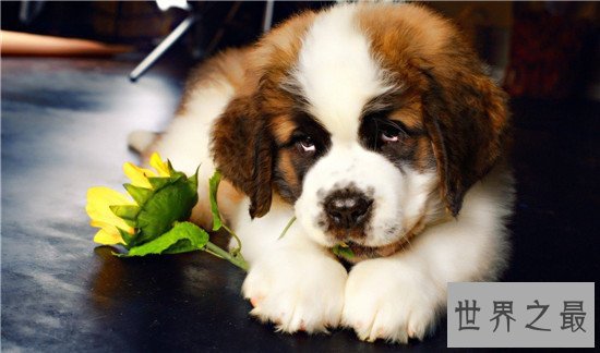 十大最凶猛犬种，珍爱生命远离比特犬！