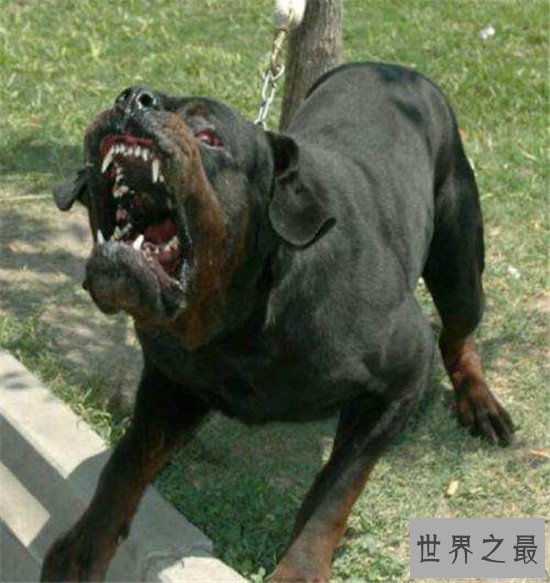十大最凶猛犬种，珍爱生命远离比特犬！
