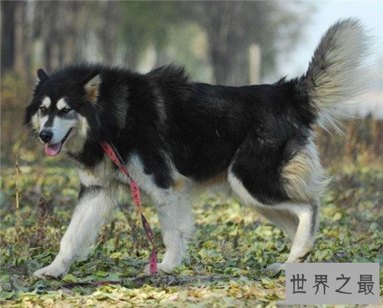 十大最凶猛犬种，珍爱生命远离比特犬！