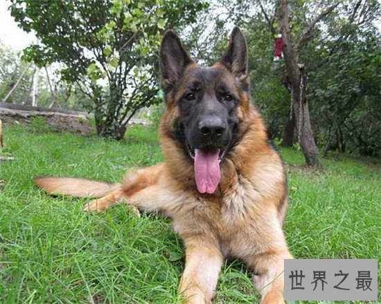 十大最凶猛犬种，珍爱生命远离比特犬！