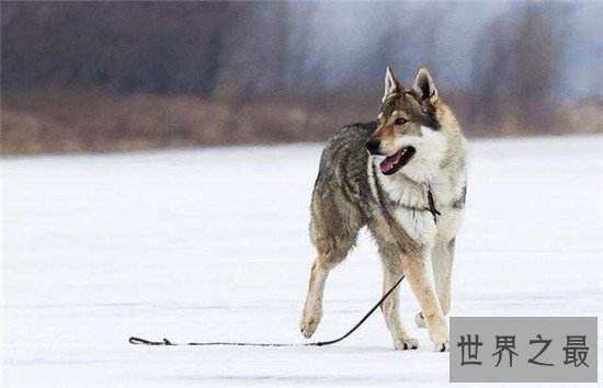 十大最凶猛犬种，珍爱生命远离比特犬！