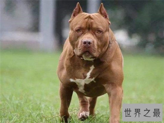 十大最凶猛犬种，珍爱生命远离比特犬！