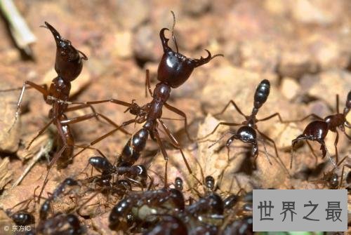 世界上最可怕的蚂蚁，行军蚁对人的威胁巨大！