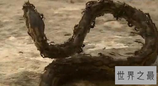 世界上最可怕的蚂蚁，行军蚁对人的威胁巨大！