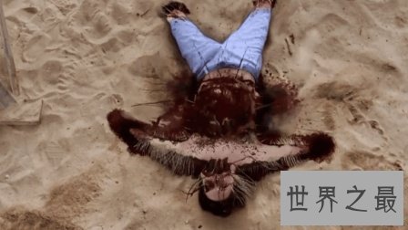 世界上最可怕的蚂蚁，行军蚁对人的威胁巨大！