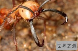 世界上最可怕的蚂蚁，行军蚁对人的威胁巨大！