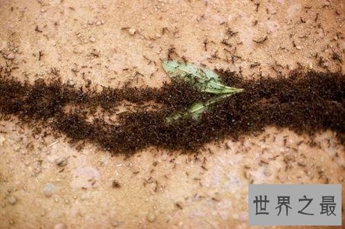 世界上最可怕的蚂蚁，行军蚁对人的威胁巨大！