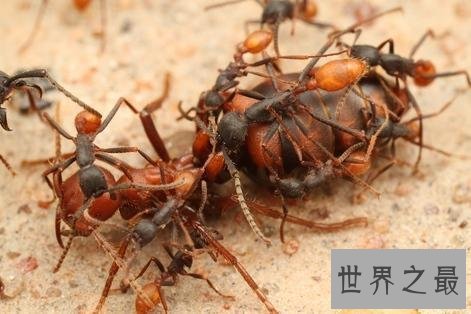 世界上最可怕的蚂蚁，行军蚁对人的威胁巨大！