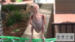 抑郁症鹦鹉三年内拔光自己的毛，因被冷落患抑郁症