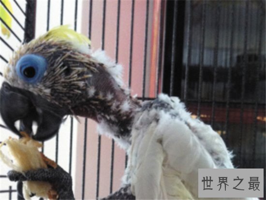 抑郁症鹦鹉三年内拔光自己的毛，因被冷落患抑郁症