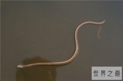 十种无毒蛇，虽然没毒看着依然毛骨悚然