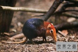 世界上最恐怖的动物，八目鳗鱼可以瞬间吞噬整条蛇！