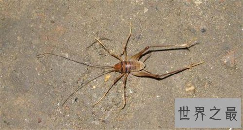 世界上最恐怖的动物，八目鳗鱼可以瞬间吞噬整条蛇！