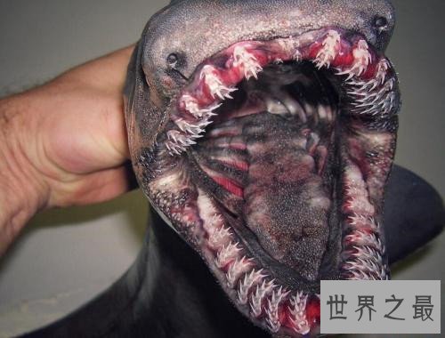 世界上最恐怖的动物，八目鳗鱼可以瞬间吞噬整条蛇！