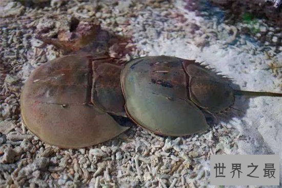 中华鲎具有很高药用价值，是国家二级保护动物