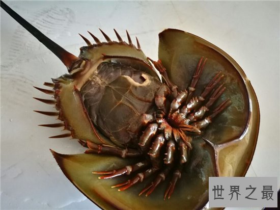 中华鲎具有很高药用价值，是国家二级保护动物