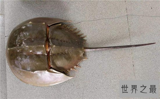 中华鲎具有很高药用价值，是国家二级保护动物