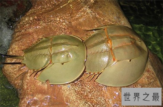 中华鲎具有很高药用价值，是国家二级保护动物