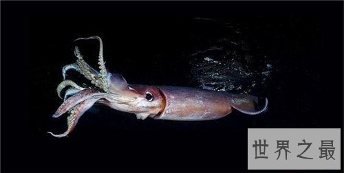 世界上最大的鱿鱼，能够轻易撕裂船只！