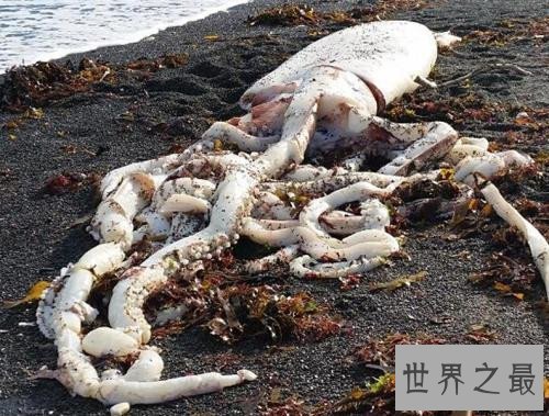 世界上最大的鱿鱼，能够轻易撕裂船只！