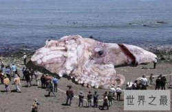 世界上最大的鱿鱼，能够轻易撕裂船只！