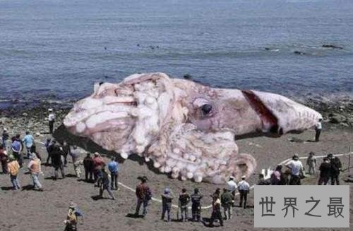 世界上最大的鱿鱼，能够轻易撕裂船只！