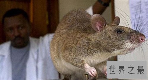 世界上最大的老鼠，体型大到都可以吃猫了！
