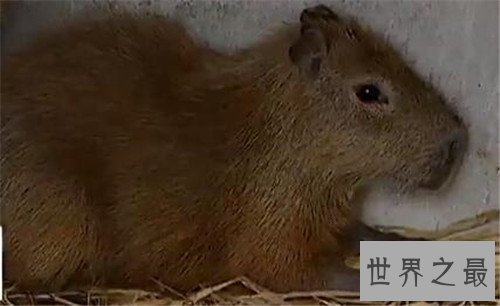 世界上最大的老鼠，体型大到都可以吃猫了！