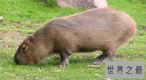 世界上最大的老鼠，体型大到都可以吃猫了！