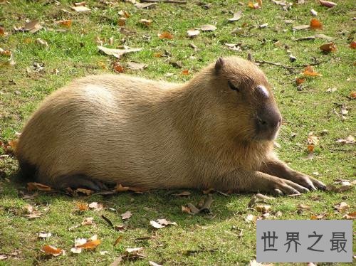 世界上最大的老鼠，体型大到都可以吃猫了！