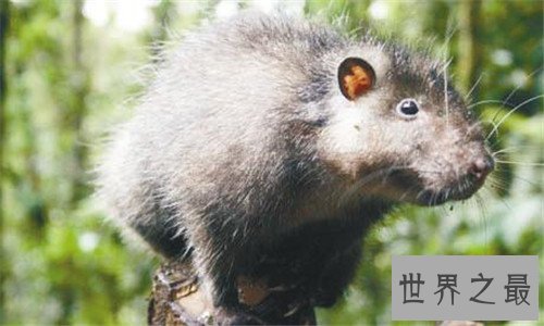 世界上最大的老鼠，体型大到都可以吃猫了！