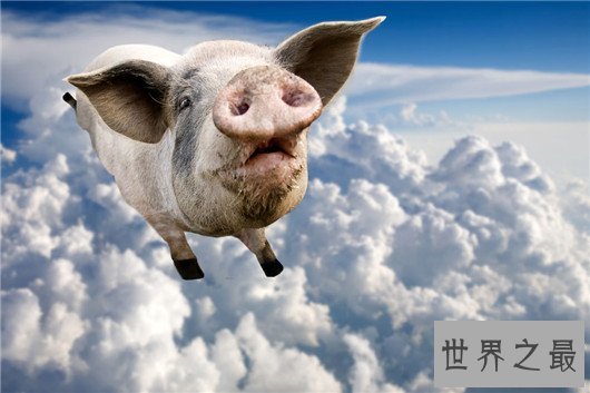 世界上智商最高的十大动物，连猪都榜上有名