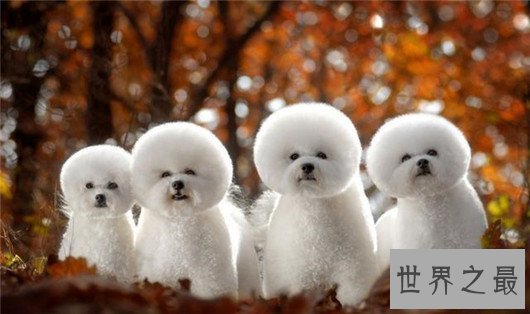 十大已经灭绝的狗品种，因不被需要而消失