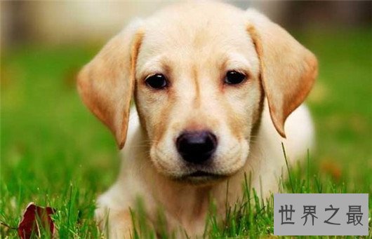 十大已经灭绝的狗品种，因不被需要而消失