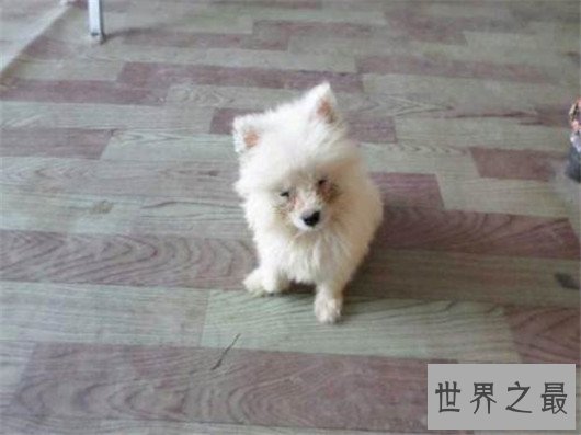 十大已经灭绝的狗品种，因不被需要而消失