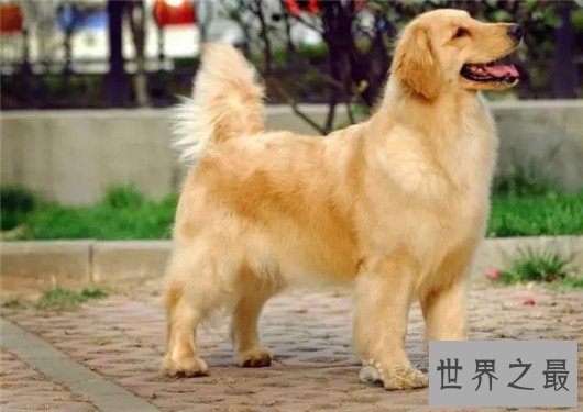 十大已经灭绝的狗品种，因不被需要而消失