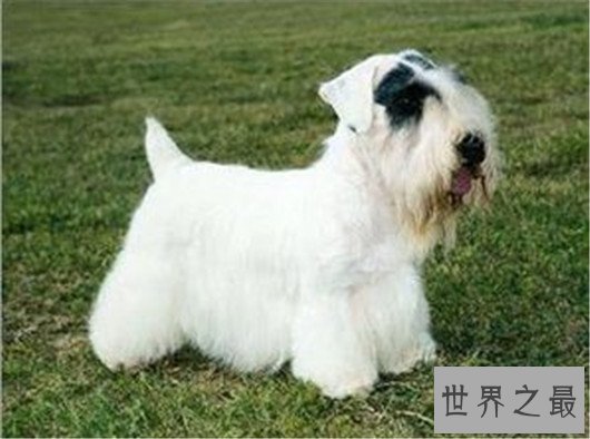 十大已经灭绝的狗品种，因不被需要而消失