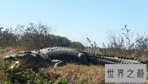 史上最大的鳄鱼，第一体重重达2000公斤！