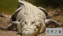 史上最大的鳄鱼，第一体重重达2000公斤！