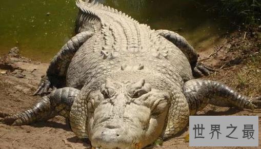 史上最大的鳄鱼，第一体重重达2000公斤！