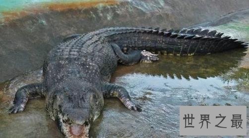 史上最大的鳄鱼，第一体重重达2000公斤！