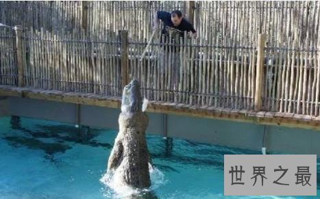 史上最大的鳄鱼，第一体重重达2000公斤！
