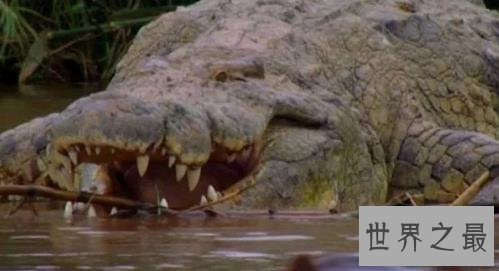 史上最大的鳄鱼，第一体重重达2000公斤！