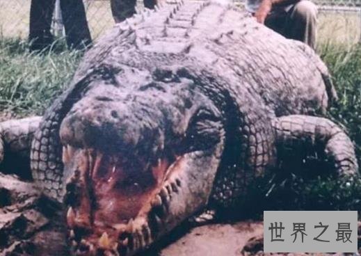 史上最大的鳄鱼，第一体重重达2000公斤！
