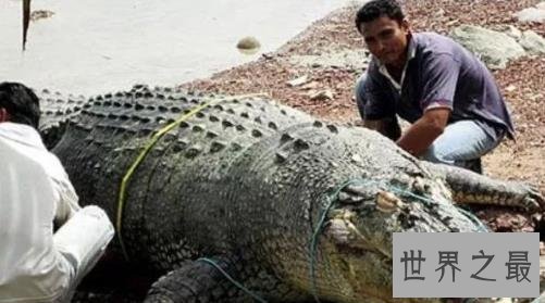 史上最大的鳄鱼，第一体重重达2000公斤！