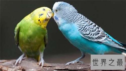 最会模仿人类说话的十大鸟类 ，模仿的到底有多像呢？