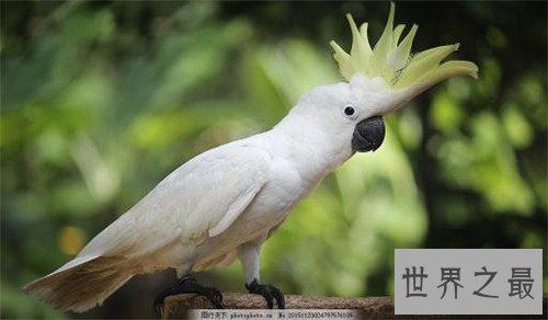 最会模仿人类说话的十大鸟类 ，模仿的到底有多像呢？