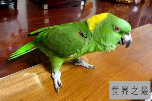 最会模仿人类说话的十大鸟类 ，模仿的到底有多像呢？